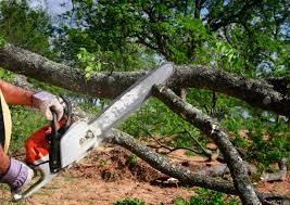 Best Tree Maintenance Programs  in Arp, TX