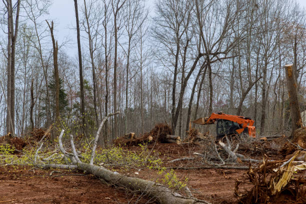 Best Emergency Tree Removal  in Arp, TX