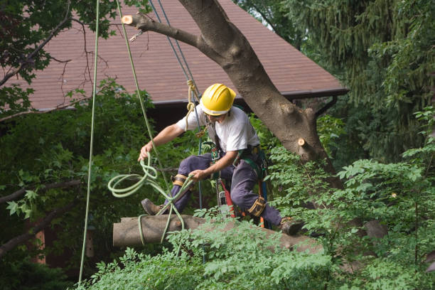 Best Arborist Consultation Services  in Arp, TX